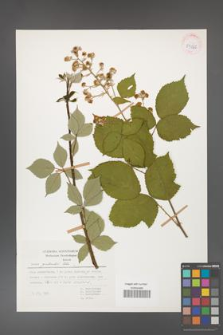 Rubus grabowskii [KOR 53966]