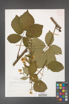 Rubus grabowskii [KOR 29206]