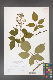Rubus grabowskii [KOR 40581]