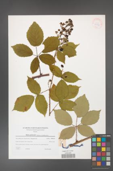 Rubus grabowskii [KOR 38975]