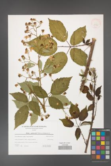 Rubus grabowskii [KOR 39788]