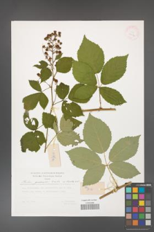 Rubus grabowskii [KOR 29516]