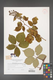 Rubus grabowskii [KOR 38981]
