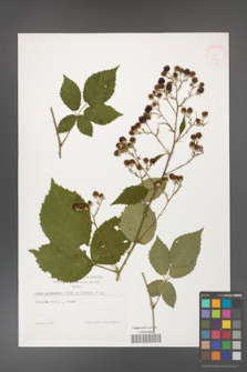 Rubus grabowskii [KOR 38343]