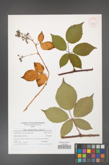 Rubus grabowskii [KOR 40950]