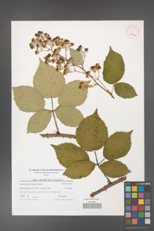 Rubus grabowskii [KOR 41041]