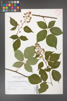 Rubus grabowskii [KOR 44589]
