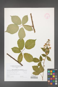 Rubus grabowskii [KOR 44587]