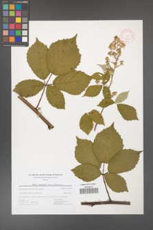 Rubus grabowskii [KOR 44431]