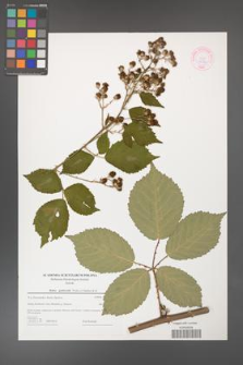 Rubus grabowskii [KOR 44582]