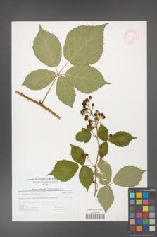 Rubus grabowskii [KOR 44596]