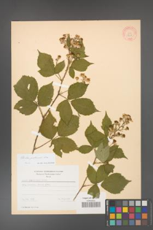 Rubus grabowskii [KOR 18608]