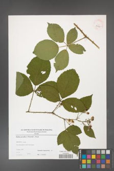 Rubus gracilis [KOR 39021]