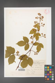 Rubus gracilis [KOR 46558]