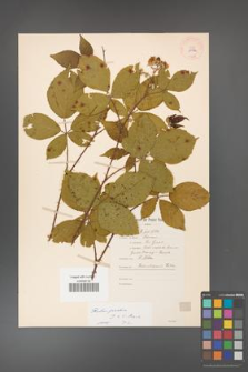 Rubus gracilis [KOR 11132]
