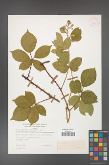 Rubus gracilis [KOR 25592]