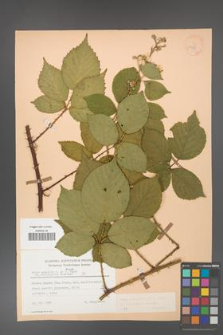 Rubus gracilis [KOR 25593]