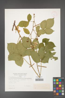 Rubus gracilis [KOR 25590]