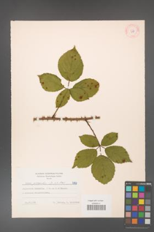 Rubus gracilis [KOR 7188]
