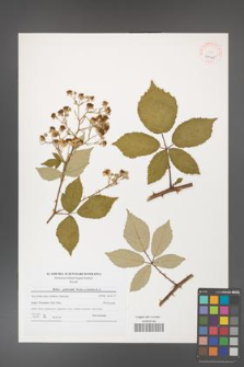 Rubus grabowskii [KOR 41045]