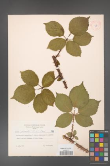 Rubus gracilis [KOR 7181]