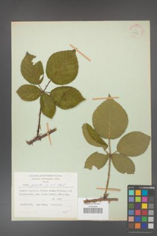 Rubus gracilis [KOR 27856]