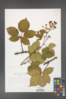 Rubus gracilis [KOR 30490]