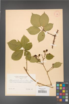 Rubus gracilis [KOR 8774]