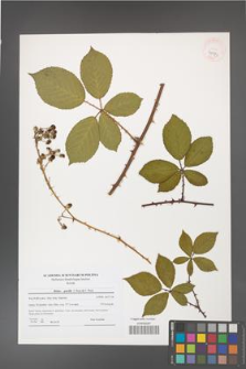 Rubus gracilis [KOR 40773]