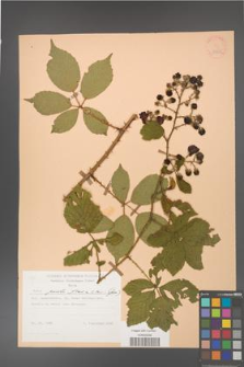 Rubus gracilis [KOR 47375]