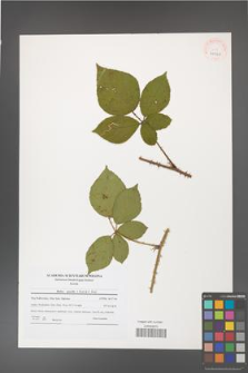 Rubus gracilis [KOR 41061]