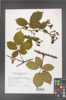 Rubus gracilis [KOR 40841]