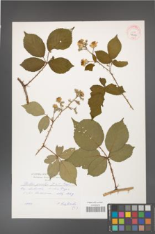 Rubus gracilis [KOR 41009]