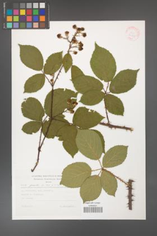 Rubus gracilis [KOR 30540]