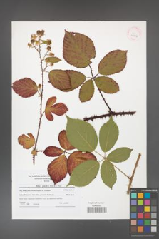 Rubus gracilis [KOR 41996]