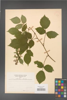 Rubus guentheri [KOR 23508]