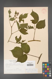 Rubus guentheri [KOR 31395]