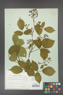 Rubus guentheri [KOR 23505]
