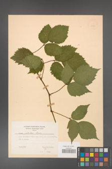 Rubus guentheri [KOR 23471]