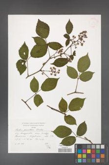 Rubus guentheri [KOR 38282]