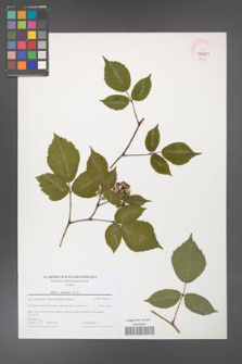 Rubus guentheri [KOR 44691]