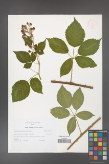 Rubus guttiferus [KOR 44740]