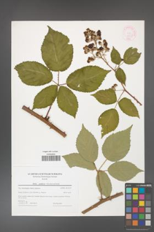 Rubus guttiferus [KOR 44735]