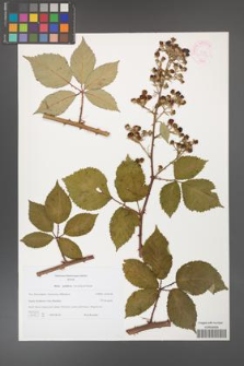Rubus guttiferus [KOR 44752]