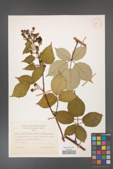 Rubus guttiferus [KOR 52650]