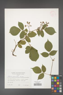 Rubus guentheri [KOR 24788]