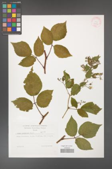 Rubus guentheri [KOR 32286]