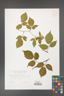 Rubus guentheri [KOR 32287]