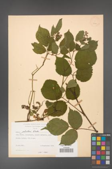 Rubus guentheri [KOR 23491]