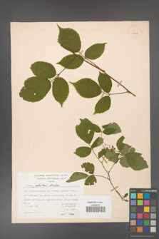 Rubus guentheri [KOR 23485]